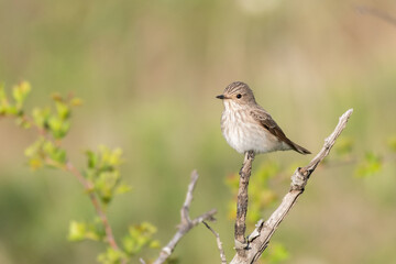 Spotted flycatcher Muscicapa striata in natural habitat