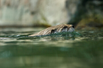 North American river otter, Lontra canadensis, swimming with head peaking out from water. Brown furry animal. Wildlife scene. Fish predator also known as common otter. Habitat North America.