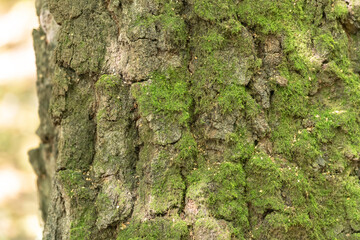 Old tree bark close-up. Moss on the bark of an old oak tree. Focus the photo on the inside of the tree bark.