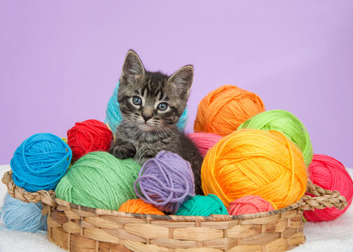 Close up of one adorable tabby kitten peeking out of a basket full of colorful yarn balls, purple background