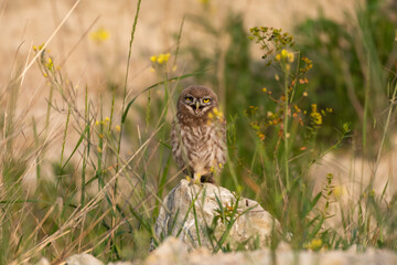 Young little owl Athene noctua hiding in the grass