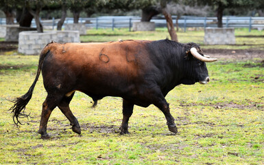 spanish black bull with big horns on the cattle farm