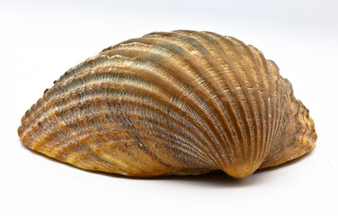 Seashell closeup isolated on a white background