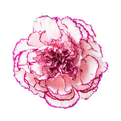 Beautiful purple pink carnation flower bud isolated on white background