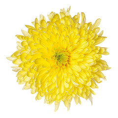 Beautiful yellow chrysanthemum flower bud isolated on white background