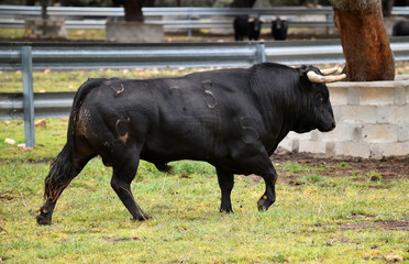 spanish black bull with big horns on the cattle farm