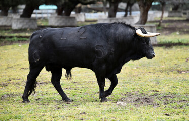 spanish black bull with big horns on the cattle farm