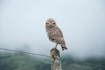 buho, lechuza