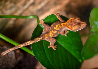 A young crested gecko climbing a terrarium plants - 432746308