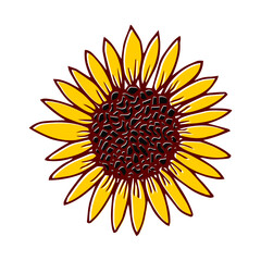 Hand drawn sunflower head yellow on white background. Botanical floral vector illustration