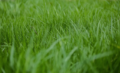 green grass background