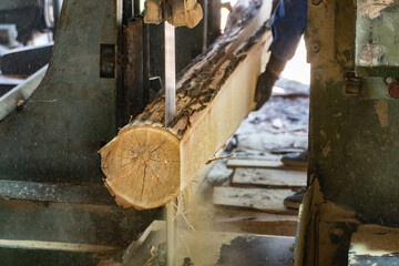Sawmill cutting log process of making wood planks lumber and timber industry
