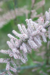 Tamarix gallica, French tamarisk -  deciduous, herbaceous, twiggy shrub covered with pink flowers