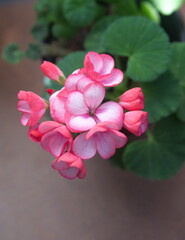 Naklejka na ściany i meble Geranium Zonal, Pelargonium hortorum with salmon-pink flowers