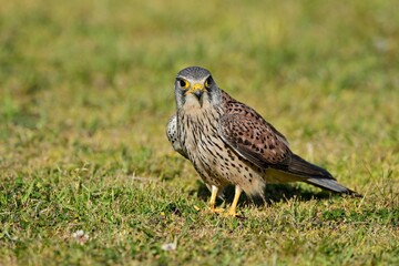 芝生の上で休憩する繁殖期のチョウゲンボウ オス