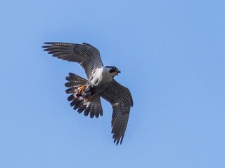 青空バックに餌を掴んで飛ぶ繁殖期のハヤブサ成鳥