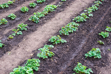 Processing of strawberry seedlings in the spring.