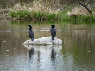Two cormorant birds sitting on stone