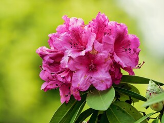 Tokyo,Japan-May 8, 2021: Rhododendron or alpine rose or Shakunage in full bloom
