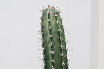 Spines on cactus with a white wall in the background. Minimal creative style