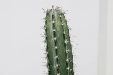  Spines on cactus with a white wall in the background. Minimal creative style © Warunporn