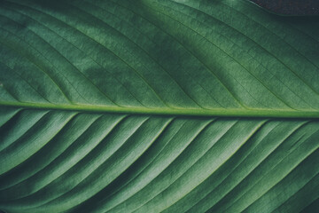 .Green background, large leaf of spathiphyllum - 432749148