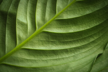 .Green background, large leaf of spathiphyllum - 432749149