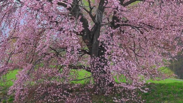 大雪遊水公園の桜の大木