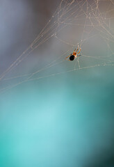 Spider in a web