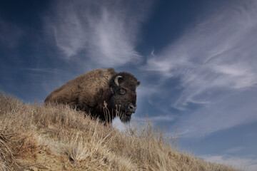 Big brown Bison on a hillstop 