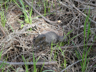 squirrel