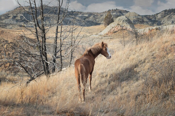 Fototapeta na wymiar Wild horses in North Dakota's Theodore Roosevelt National Park grasslands