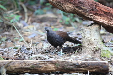 Mountain peacock-pheasant (Polyplectron inopinatum) male in Malaysia