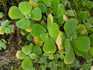 A green water lettuce plant floating on the water. Pistia is a genus of aquatic plant in the arum family, Araceae. Selective focus on all water lettuce plants.