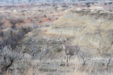 Mule Deer Doe against the Theodore Roosevelt backdrop