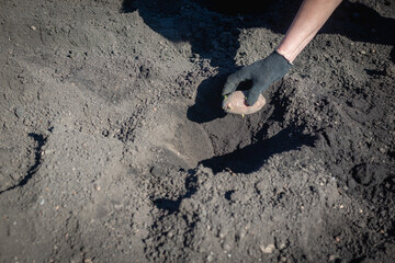 Planting potatoes in the country. In the garden.