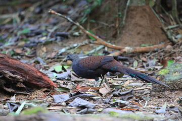 Mountain peacock-pheasant (Polyplectron inopinatum) male in Malaysia