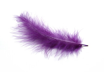 Violet ink plume, bird feather on white background