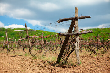 Vine plantation . Winery agricultural plantation