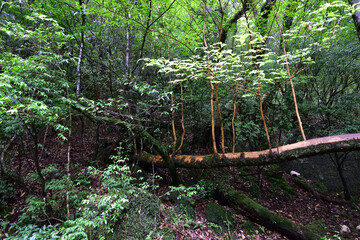 Fototapeta premium Deep cedar forest of Yakushima, Japan