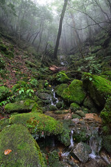 Fototapeta premium Deep cedar forest of Yakushima, Japan