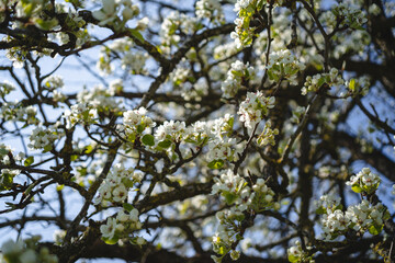 Sprouting buds on old trees in spring - everything begins to bloom