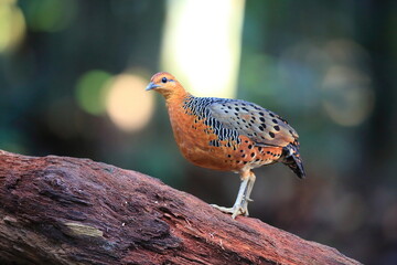 Ferruginous Partridge (Caloperdix oculeus) in Malaysia