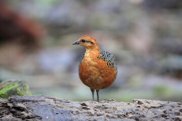 Ferruginous Partridge (Caloperdix oculeus) in Malaysia