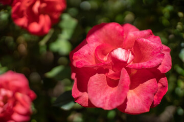 Red rose in the garden