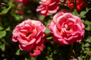Red roses in the garden
