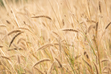 Natural hay has a brown color.