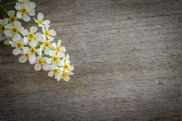 Obraz premium Blooming bird cherry on a wooden background.