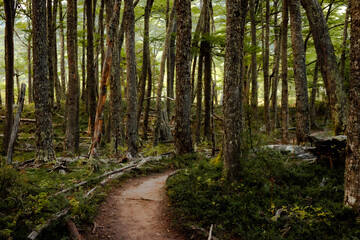 Fototapeta premium footpath in the woods
