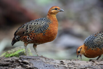 Ferruginous Partridge (Caloperdix oculeus) in Malaysia